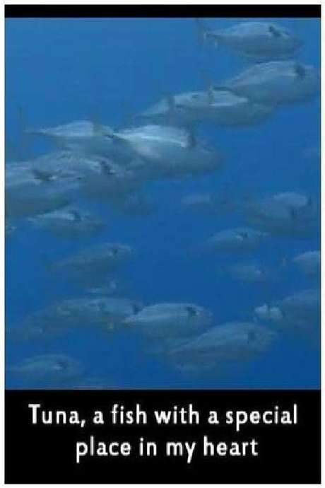 Tuna: A Fish with a Special Place in My Heart